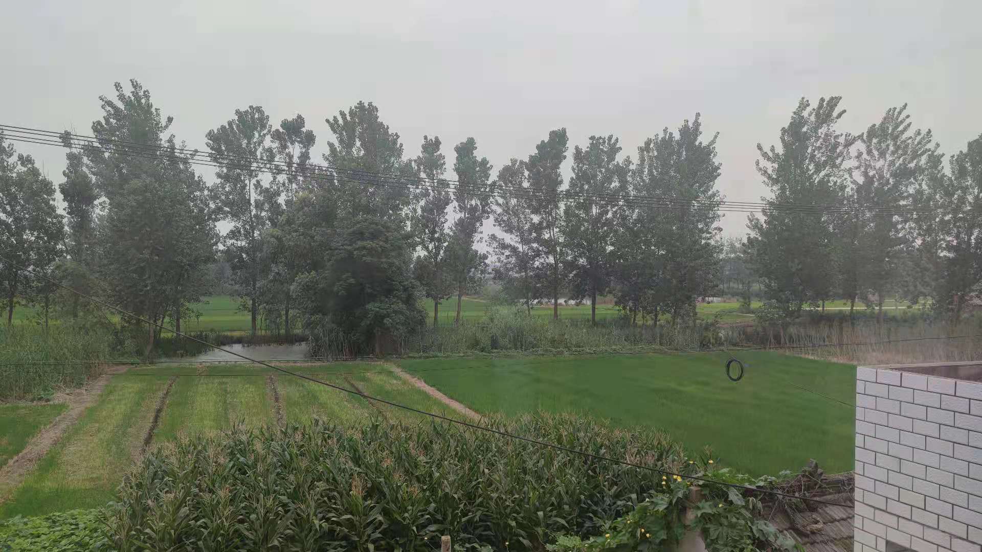 20210710乡村振兴实践团下乡体会 牛星野 摄.jpg