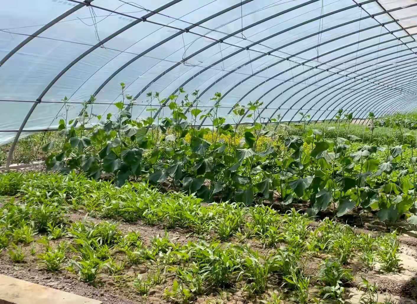 20210710乡村振兴实践团了解科技大棚 陈天豪 摄 (2).jpg