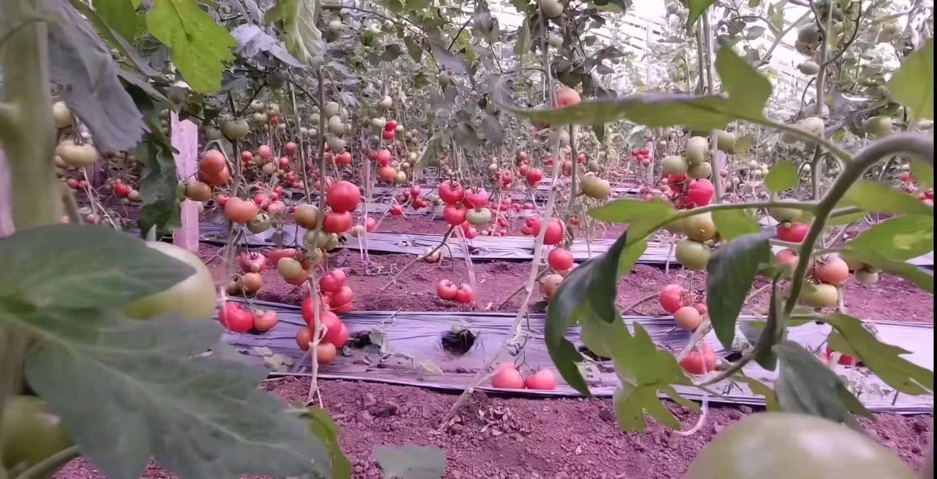 20210710乡村振兴实践团了解科技大棚 陈天豪 摄.jpg